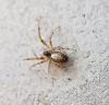 Zygiella x-notata